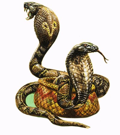 Kral Kobralar by George R. Radcliffe