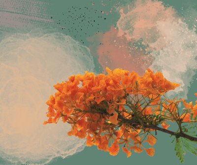 Royal Poinciana “El Flamboyan” (dijital) by George Rosaly