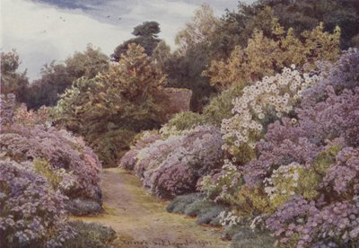 Michaelmas Papatyalar, Munstead Wood by George Samuel Elgood