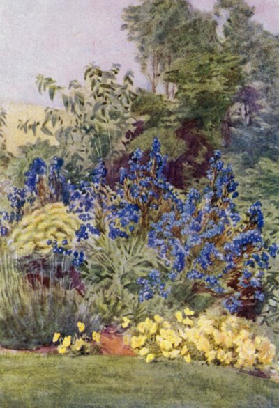 Anchusa Italica Dropmore çeşidi, Dropmore Alkanet, Clematis recta ve Violas (renkli lito) by George Soper