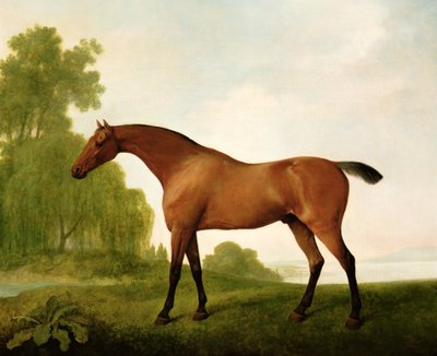 Bir Peyzajda Safkan Bir Körfez by George Stubbs