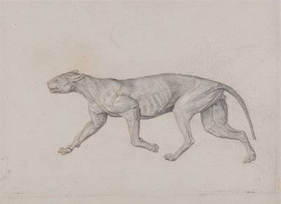 İnsan Vücudunun Yapısının Kaplan ve Bayağı Kümes Hayvanlarınınkiyle Karşılaştırmalı Anatomik İncelemesi:  Leopar Vücudu, Yandan Görünüm by George Stubbs
