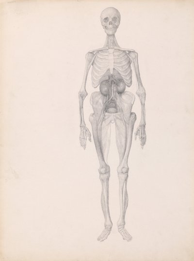 İnsan Vücudunun Yapısının Kaplan ve Bayağı Kümes Hayvanlarınınkiyle Karşılaştırmalı Anatomik İncelemesi:  İnsan Figürü, Önden Görünüm (Diseksiyonun Son Aşamasının Bitmiş Çalışması) by George Stubbs