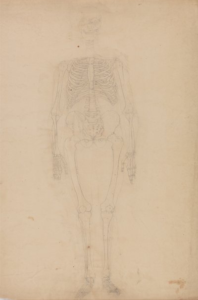 İnsan Vücudunun Yapısının Kaplan ve Bayağı Kümes Hayvanlarınınkiyle Karşılaştırmalı Anatomik İncelemesi: İnsan İskeleti, Önden Görünüm by George Stubbs