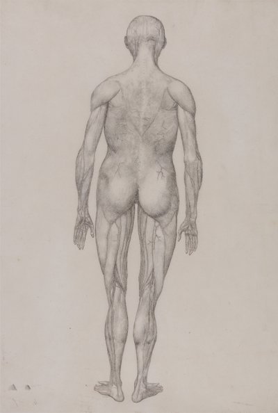 İnsan Vücudunun Yapısının Kaplan ve Bayağı Kümes Hayvanlarınınkiyle Karşılaştırmalı Anatomik İncelemesi: İnsan Figürü, Arkadan Görünüm (Tablo XII için Bitmiş Çizimle Neredeyse Aynı) by George Stubbs
