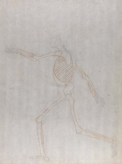 İnsan Vücudunun Yapısının Kaplan ve Bayağı Kümes Hayvanlarınınkiyle Karşılaştırmalı Anatomik İncelemesi: İnsan İskeleti, Yandan Görünüm by George Stubbs