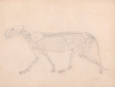 İnsan Vücudunun Yapısının Kaplan ve Bayağı Kümes Hayvanlarınınkiyle Karşılaştırmalı Anatomik İncelemesi: Kaplan Vücudu, Yandan Görünüm by George Stubbs