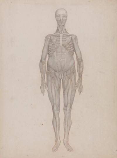 İnsan Vücudunun Yapısının Kaplan ve Bayağı Kümes Hayvanlarınınkiyle Karşılaştırmalı Anatomik İncelemesi: İnsan Figürü, Önden Görünüm (Hiç Yayınlanmamış Bir Levha İçin Tasarlanmıştır) by George Stubbs
