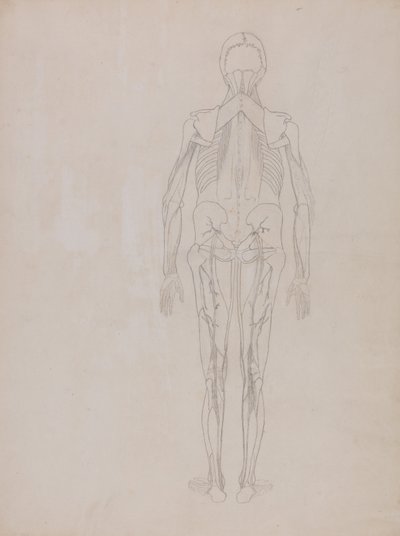 İnsan Vücudunun Yapısının Kaplan ve Bayağı Kümes Hayvanlarınınkiyle Karşılaştırmalı Anatomik İncelemesi: İnsan Figürü, Arkadan Görünüm (Yayınlanmamış bir levhanın anahtar figürü için taslak çizim) by George Stubbs