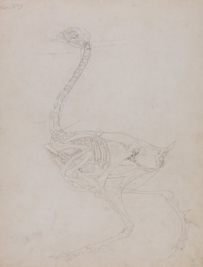 İnsan Vücudunun Yapısının Kaplan ve Bayağı Kümes Hayvanlarınınkiyle Karşılaştırmalı Anatomik İncelemesi:  Kümes Hayvanı Vücudu, Yandan Görünüm by George Stubbs