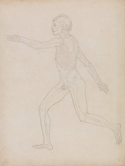 İnsan Vücudunun Yapısının Kaplan ve Bayağı Kümes Hayvanlarınınkiyle Karşılaştırmalı Anatomik İncelemesi: İnsan Figürü, Yandan Görünüm by George Stubbs