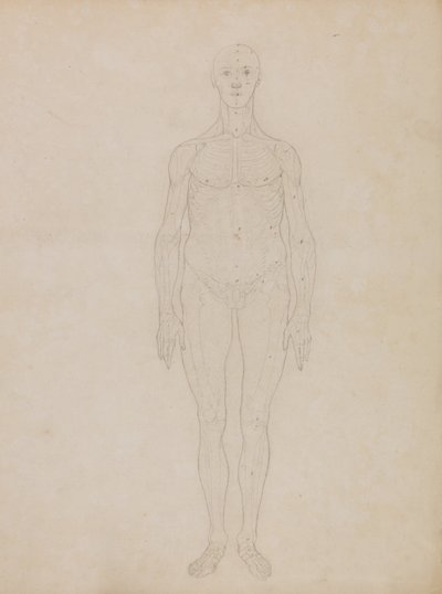 İnsan Vücudunun Yapısının Bir Kaplan ve Bayağı Bir Kümes Hayvanınınkiyle Karşılaştırmalı Anatomik İncelemesi: İnsan Figürünün İncelenmesi, Önden Görünüm (Muhtemelen Tablo XI ile ilgilidir) by George Stubbs