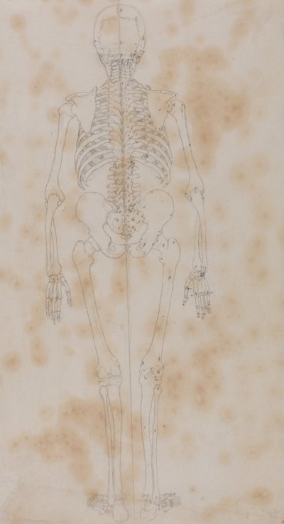 İnsan Vücudunun Yapısının Kaplan ve Bayağı Kümes Hayvanlarınınkiyle Karşılaştırmalı Anatomik İncelemesi: İnsan İskeleti, Arkadan Görünüm (Belki de iskelet çalışmalarının ilki) by George Stubbs