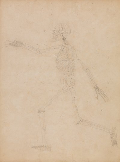 İnsan Vücudunun Yapısının Kaplan ve Bayağı Kümes Hayvanlarınınkiyle Karşılaştırmalı Anatomik İncelemesi:  İnsan İskeleti, Yandan Görünüm by George Stubbs