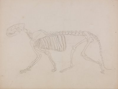 İnsan Vücudunun Yapısının Kaplan ve Bayağı Kümes Hayvanlarınınkiyle Karşılaştırmalı Anatomik İncelemesi: Kaplan İskeleti, Yandan Görünüm by George Stubbs