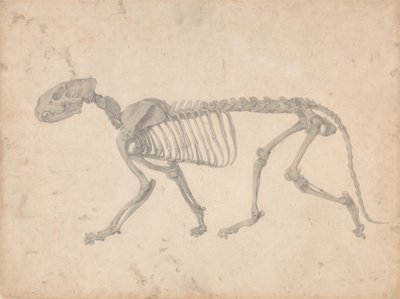 İnsan Vücudunun Yapısının Kaplan ve Bayağı Kümes Hayvanlarınınkiyle Karşılaştırmalı Anatomik İncelemesi: Kaplan İskeleti, Yandan Görünüm (Tablo IV için Bitmiş Çalışma) by George Stubbs