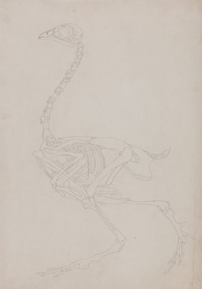 İnsan Vücudunun Yapısının Kaplan ve Bayağı Kümes Hayvanlarınınkiyle Karşılaştırmalı Anatomik İncelemesi:  Kümes Hayvanı İskeleti, Yandan Görünüm by George Stubbs