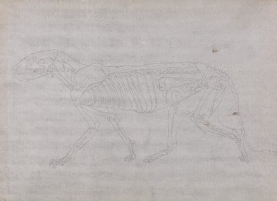 İnsan Vücudunun Yapısının Kaplan ve Bayağı Kümes Hayvanlarınınkiyle Karşılaştırmalı Anatomik İncelemesi: Kaplan Vücudu, Yandan Görünüm by George Stubbs