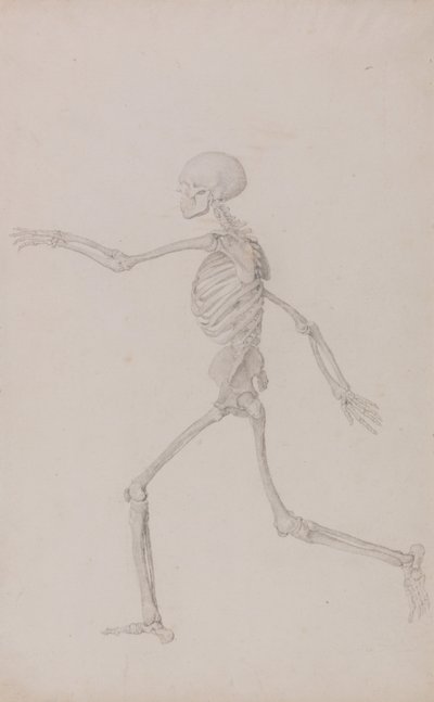 İnsan Vücudunun Yapısının Bir Kaplan ve Bayağı Bir Kümes Hayvanınınkiyle Karşılaştırmalı Anatomik İncelemesi: İnsan İskeleti, Soldan Yan Görünüş, Koşarken (Tablo III için Bitmiş Çalışma) by George Stubbs