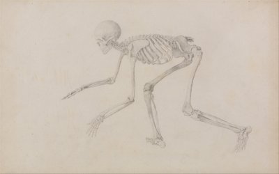İnsan Vücudunun Yapısının Kaplan ve Bayağı Kümes Hayvanlarınınkiyle Karşılaştırmalı Anatomik İncelemesi: İnsan İskeleti, Yan Görünüm (Sürünme Duruşunda; yayınlanmamış bir tablo için bitmiş çalışma) by George Stubbs