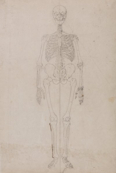 İnsan Vücudunun Yapısının Kaplan ve Bayağı Kümes Hayvanlarınınkiyle Karşılaştırmalı Anatomik İncelemesi:  İnsan İskeleti, Önden Görünüm (Final Çalışması) by George Stubbs