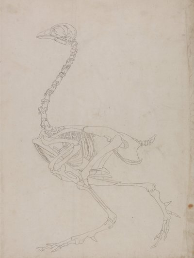 İnsan Vücudunun Yapısının Kaplan ve Bayağı Kümes Hayvanlarınınkiyle Karşılaştırmalı Anatomik İncelemesi:  Kümes Hayvanı İskeleti, Yandan Görünüm (İskeletin ana hat çizimi) by George Stubbs