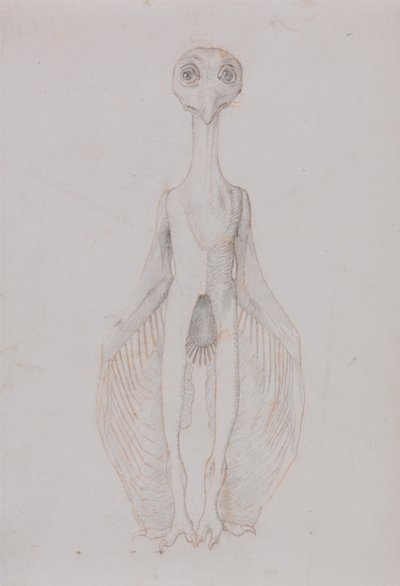 İnsan Vücudunun Yapısının Kaplan ve Bayağı Kümes Hayvanlarınınkiyle Karşılaştırmalı Anatomik İncelemesi:  Baykuş Ayakta, Önden Görünüm by George Stubbs