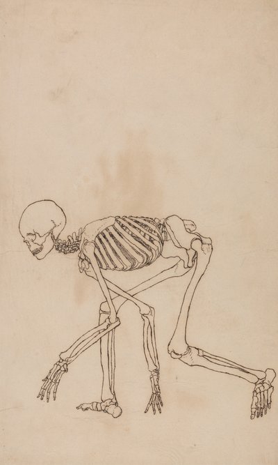 İnsan Vücudunun Yapısının Kaplan ve Bayağı Kümes Hayvanlarınınkiyle Karşılaştırmalı Anatomik İncelemesi: İnsan İskeleti, Yandan Görünüm by George Stubbs