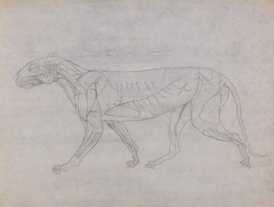 İnsan Vücudunun Yapısının Kaplan ve Bayağı Kümes Hayvanlarınınkiyle Karşılaştırmalı Anatomik İncelemesi: Kaplan Vücudu, Yandan Görünüm by George Stubbs