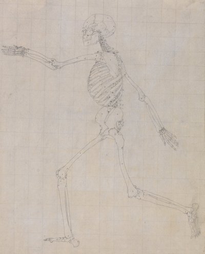 İnsan Vücudunun Yapısının Kaplan ve Bayağı Kümes Hayvanlarınınkiyle Karşılaştırmalı Anatomik İncelemesi: İnsan İskeleti, Yandan Görünüm (Tablo III