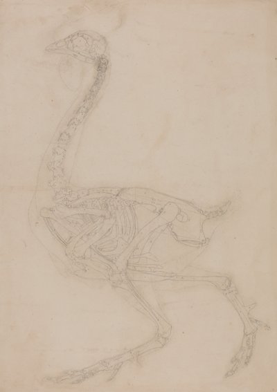 İnsan Vücudunun Yapısının Kaplan ve Bayağı Kümes Hayvanlarınınkiyle Karşılaştırmalı Anatomik İncelemesi:  Kümes Hayvanı İskeleti, Yandan Görünüm by George Stubbs