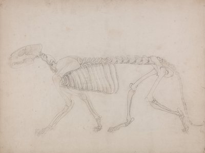İnsan Vücudunun Yapısının Kaplan ve Bayağı Kümes Hayvanlarınınkiyle Karşılaştırmalı Anatomik İncelemesi: Kaplan İskeleti, Yandan Görünüm by George Stubbs
