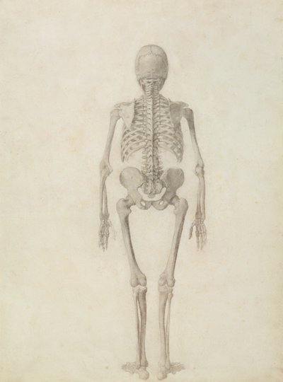 İnsan Vücudunun Yapısının Kaplan ve Sıradan Bir Tavuğun Yapısıyla Karşılaştırmalı Anatomik Bir Gösterimi: İnsan İskeleti, Arkadan Görünüm by George Stubbs