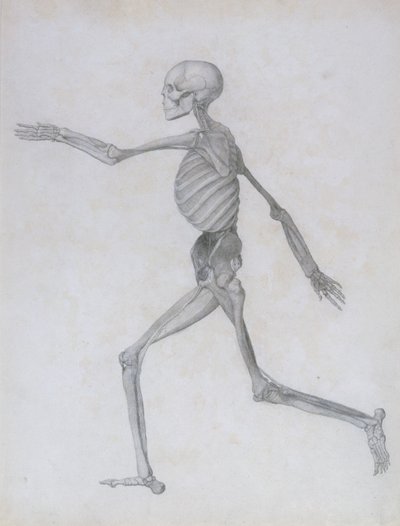 İnsan Vücudunun Yapısının Kaplan ve Sıradan Bir Tavuğun Yapısı ile Karşılaştırmalı Anatomik Bir Gösterimi: İnsan Figürü, Yandan Görünüm, 1795-1806 by George Stubbs