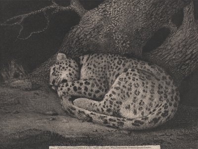 Uyuyan Bir Leopar by George Stubbs