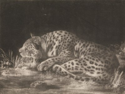 Bir Tyger (Uyuyan Leopar) by George Stubbs