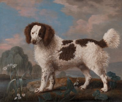 Kahverengi ve Beyaz Norfolk veya Su Spaniel, 1778. by George Stubbs