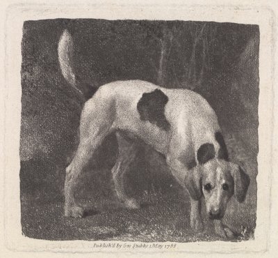 Sanatçı tarafından oyulmuş Köpek (Kokudaki Bir Tilki Tazısı), pub. 1788 by George Stubbs