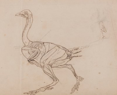 Dorking Tavuk Gövdesi, Yandan Görünüm (Kasların taslak çizimi) by George Stubbs