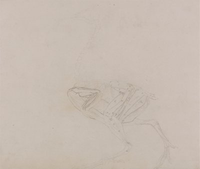 Dorking Hen Gövdesi, Yandan Görünüm (Diseksiyonun sonraki bir aşamasında vücut ve uzuvların kaslarının incelenmesi) by George Stubbs