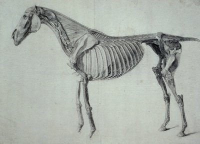 Finished Study for the Fifth Anatomical Table of a Horse (graphite on paper) by George Stubbs