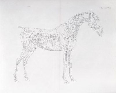 "Atın Anatomisi"nden Dördüncü Anatomik Tablo by George Stubbs