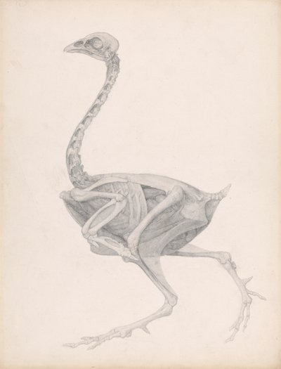 Kanatlı Gövdesi, Yandan Görünüm (Yayınlanmamış Bir Tablo İçin Son Derece Tamamlanmış Çalışma; Diseksiyondaki Son Aşamayı Gösterir) by George Stubbs