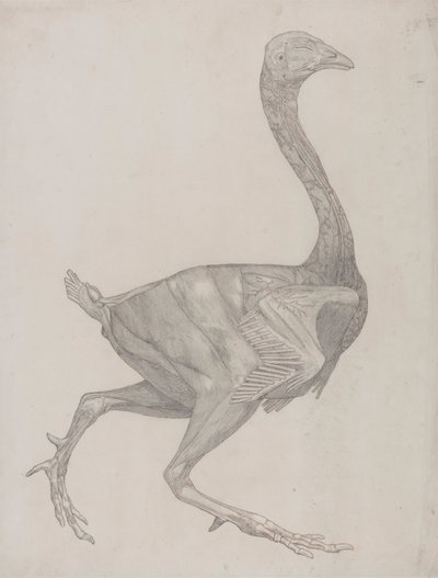 Kanatlı Gövdesi, Yandan Görünüm (Muhtemelen Tablo XV'in Oyulması İçin Plakaya Aktarılmak üzere Hazırlanmıştır) by George Stubbs