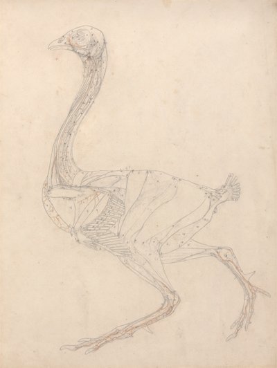 Kanatlı Gövdesi, Yandan Görünüm (Tablo XV'deki Anahtar Şekil Çalışması) by George Stubbs