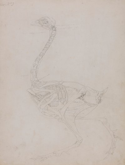 Kanatlı Gövdesi, Yandan Görünüm by George Stubbs