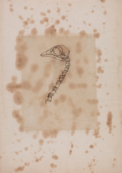 Kanatlı Başı ve Boyun, Yandan Görünüm by George Stubbs