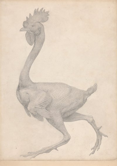 Kümes Hayvanı, Çoğu Tüyü Alınmış Yandan Görünüm (Tablo X için Bitmiş Çalışma) by George Stubbs