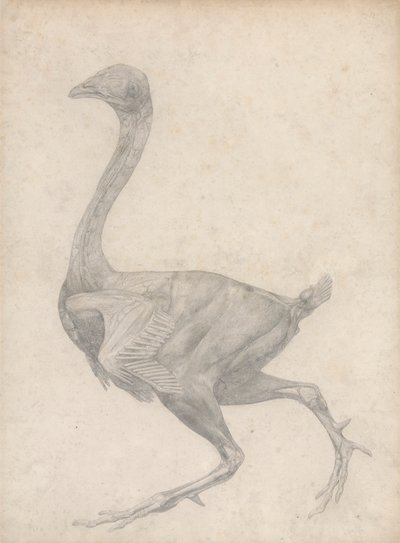 Kanatlı, Yandan Görünüm, Derisi ve Alttaki Fasiyal Katmanlar Çıkarılmış (Tablo XV için Bitmiş Çalışma) by George Stubbs
