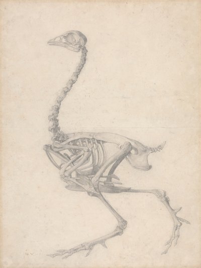 Kanatlı İskeleti, Yandan Görünüm (Tablo V için Bitmiş Çalışma) by George Stubbs